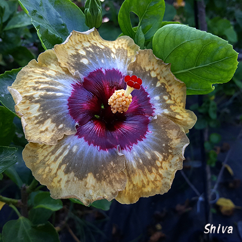 Shiva - Cutting